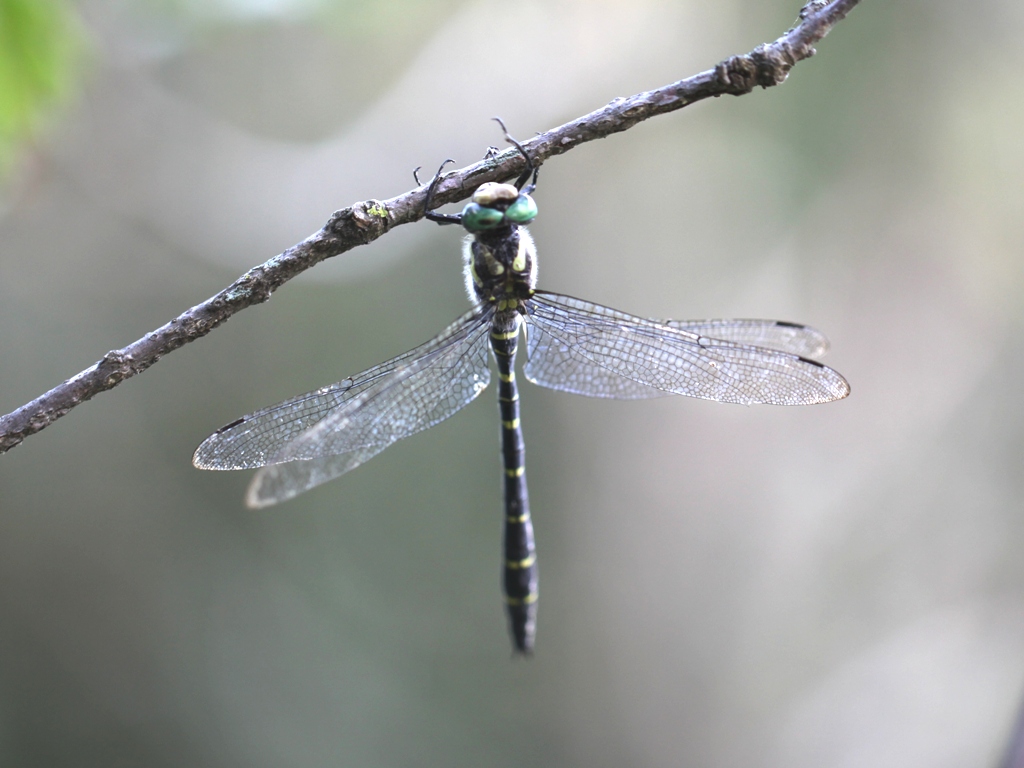 Cordulegaster bidentata